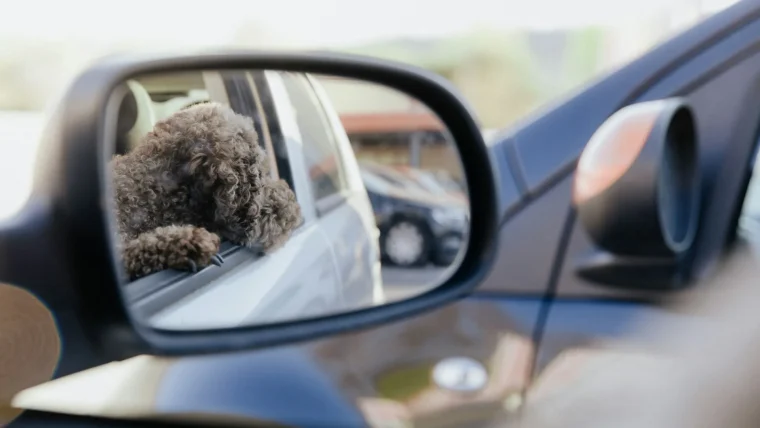 Blind Spot Monitor Not Working: Fixes